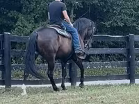 Horse (M), French Trotter — photo 5
