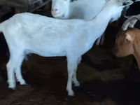 Koza, Saanen goat — zdjęcie 1