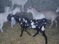 Oğlak, Beetal goats — foto 6