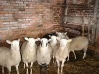 Carnero, Katum sheep — foto 1