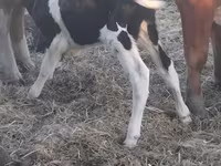 Touro, Raça Holstein — foto 2