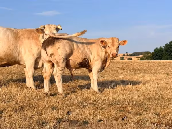 Bull, Charolais cattle