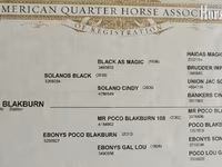 公马, Quarter Horse — 照片 4