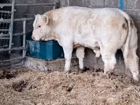 Toro, Charolais cattle — foto 4