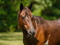 Stute, American paint horse — Foto 5