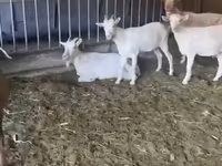 Keçi, Pomellata goat — foto 3