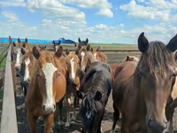 母马, Horse breed — 照片 8