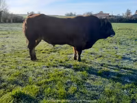Bull, Partenaise cattle — photo 6