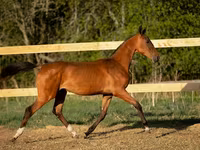 Cheval, Akhal-Teke — photo 2