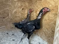 Chickens — 照片 7