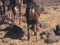 Bode, Cabras — foto 2