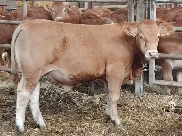 Bull, Limousin cow