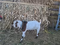 Bode, Nubian Goat — foto 1