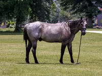 Horse (M), Quarter Horse — photo 4