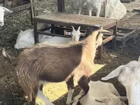 عنزة, LaMancha goats — الصورة 3