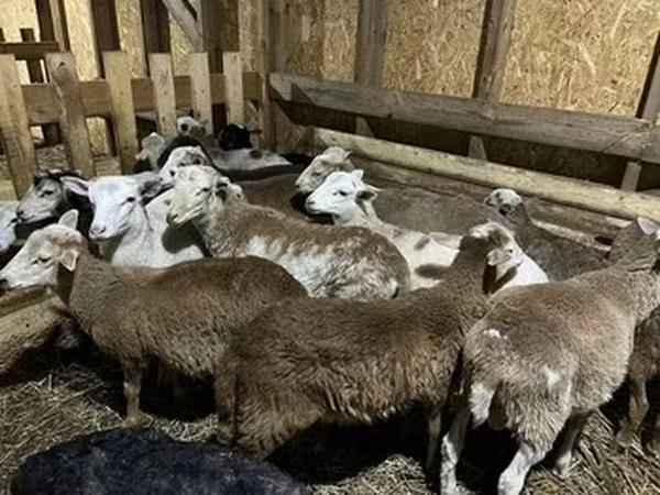 Katum sheep
