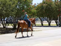 Mare, Horses — photo 8