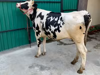 Vache, Race Holstein — photo 1