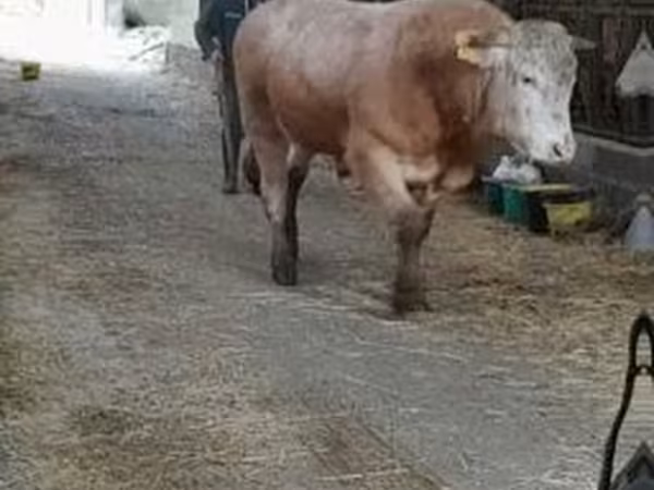 Bull, Blonde d’Aquitane cattle