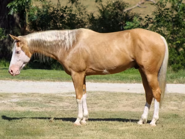 Horse (M), Palomino