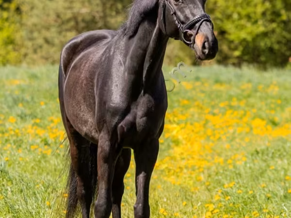 Horse (M), Horses