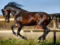 母马, Horse breed — 照片 1