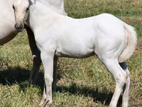 母马, Quarter Horse — 照片 1
