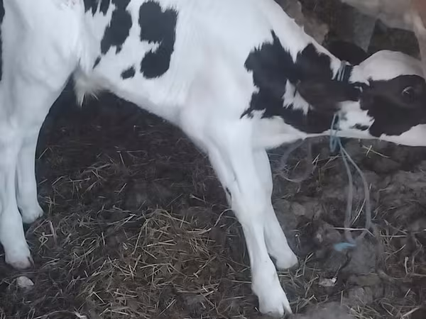 Touro, Raça Holstein