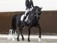 Конь, Лошади — фото 3
