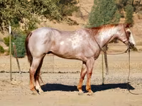Horse (M), National Show Horse — photo 4