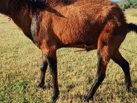 Koza, Saanen goat — zdjęcie 4
