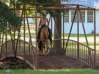 Cavalo, Gypsy horse — foto 4