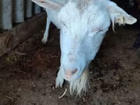 Koza, Saanen goat — zdjęcie 3