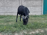 Oğlak, Murcia-Granada goats — foto 4