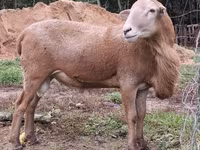 Carneiro, Katum sheep — foto 2