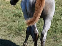母马, Quarter Horse — 照片 3
