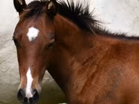 公马, Quarter Horse — 照片 2