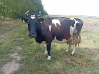 Vaca, Bovinos — foto 2