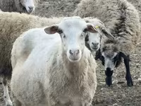 Oveja, Katum sheep — foto 1
