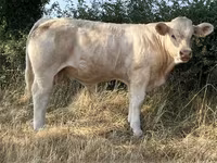 Byk, Kasta krowa — zdjęcie 4