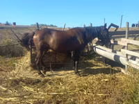 Égua, Cavalos — foto 3