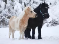 Cheval, American shetland pony — photo 5