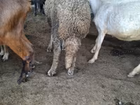 Baran, Baerchuke sheep — zdjęcie 3