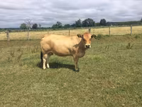 بقرة, Partenaise cattle — الصورة 1