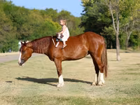 Mare, Horses — photo 2