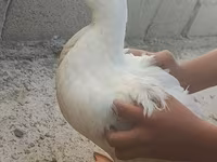 Canard musqué domestique — photo 2
