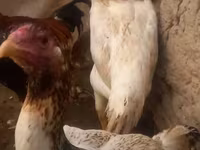 Chickens — zdjęcie 1