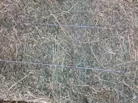 Продам сено — फ़ोटो 2