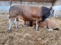 Bull, Partenaise cattle — photo 8