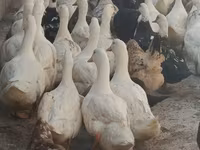 Canard musqué domestique — photo 1